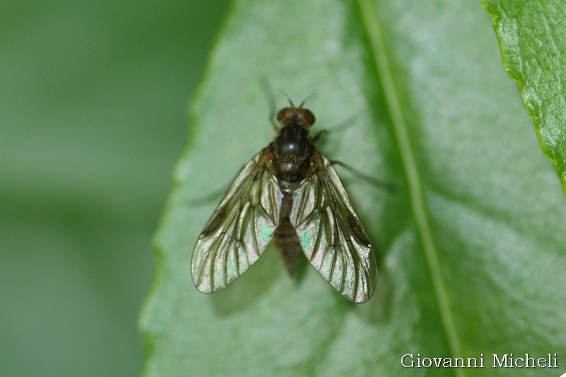 Rhagionidae: Chrysopilus sp.